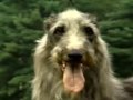 Lebrel Escocés - Scottish deerhound part 2