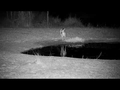 Djuma: Duiker drinking at the pan - 23:56 - 09/10/21