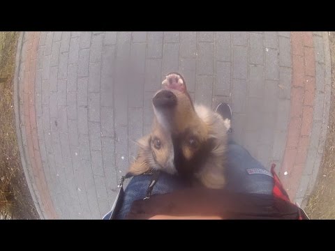 VIPER 1 year old border collie