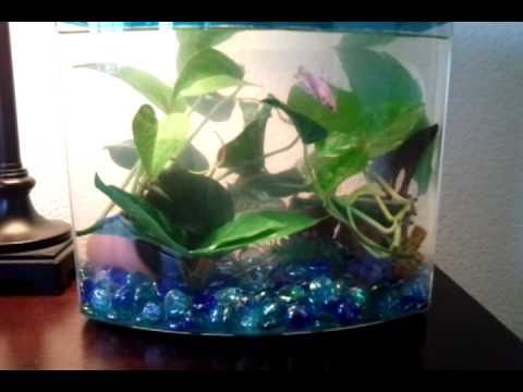 Male and female betta fish together
