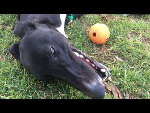 Greyhounds make the best pets!