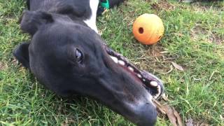 Greyhounds make the best pets!