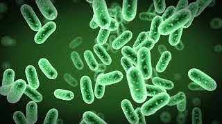 World of bacteria - the science behind microorgani