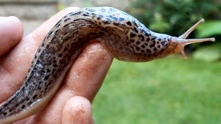 Slimy Tiger Slug on my Hand - very strange Slime Movement(eklige Nackt-Schnecke/Tiger-Schnegel)Weird