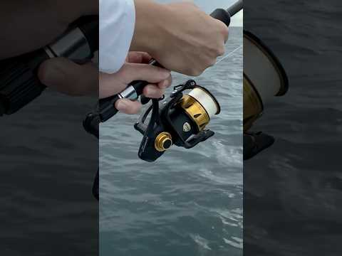 Little Penn Spinfisher Reel VS Sailfish: Let the battle begin