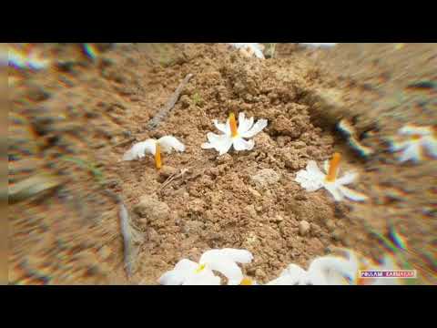 Sheuli full....... gardening time