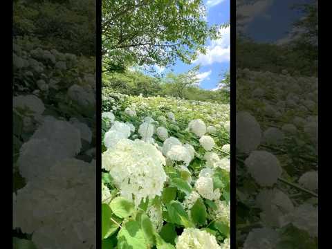 アジサイとシャクナゲの庭にコンパニオンプランツのグランドカバー低木を組み合わせて植えることはできますか