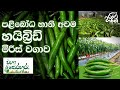 වැඩි අස්වැන්නකට Hybrid මිරිස් වගා පෙරහුර�