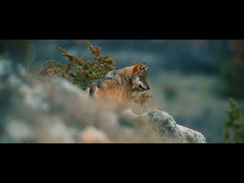 The Wolf Within: A Timely Call to Protect Europe’s Wolves - TRAILER ENG