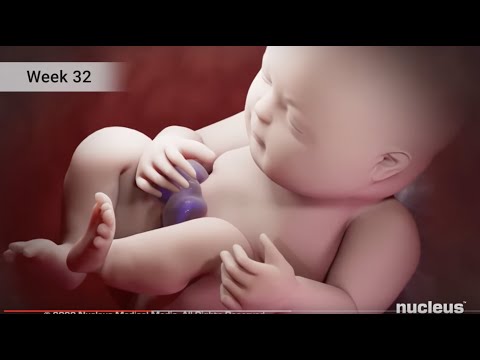 Third Trimester of Pregnancy