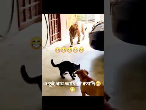 cat attack #shorts #cat #funny