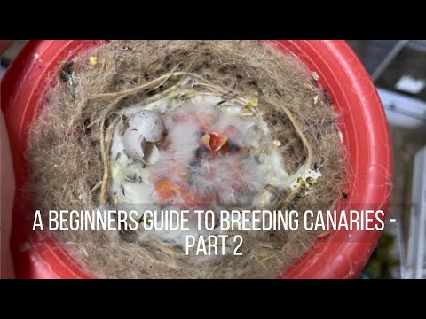 A Beginners Guide to Breeding Canaries - Part 2