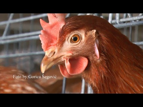 farma koka srednje poljoprivredne škole Radoš Jovanović Selja u Prokuplju,