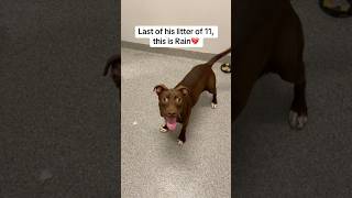 Video preview image #1 American Staffordshire Terrier-Unknown Mix Puppy For Sale in Huntley, IL, USA