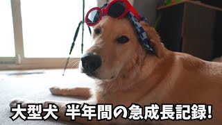 ゴールデン子犬を迎えて半年！急成長ぶりにが愛おしく感動した