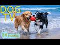 DOG TV Best Videos Anti Stress For Dogs To Watch When Alone Entertain Music For Dogs