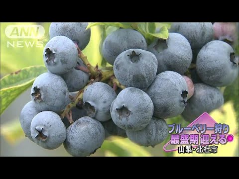 ブルーベリー狩り: これが最良の方法です 植物