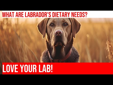 Feeding Your Labrador Retriever: A Guide to Nutrition