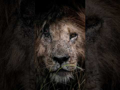 legend #scarface       #africansafari #animal #wildlifefilming #kenyasafari #wildlife #safari