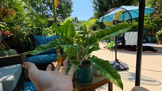 Potting Ring of Fire Philodendron & Talking About My Soil Blends
