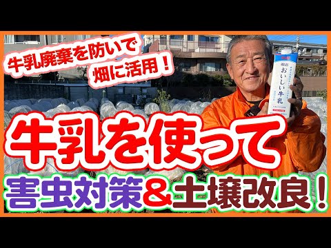 トマト、キュウリ、ズッキーニのうどんこ病を治療する