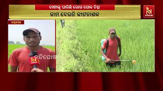 ଚାଷୀଙ୍କୁ ଘାରିଛି ରୋଗପୋକ ଚିନ୍ତା । କାମ ଦେଉନି କୀଟନାଶକ