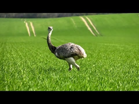 Nandus erobern MV und kommen auf Abschussliste