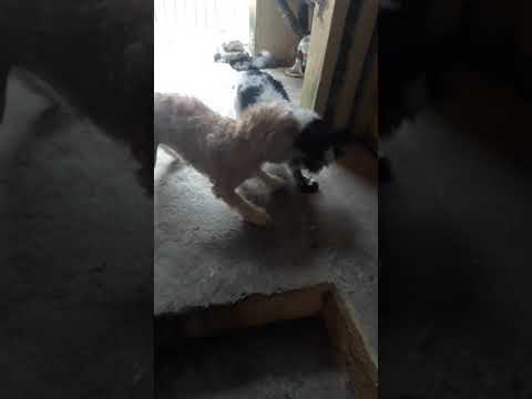 Shitzu  e mestiça de poodle gastando energia