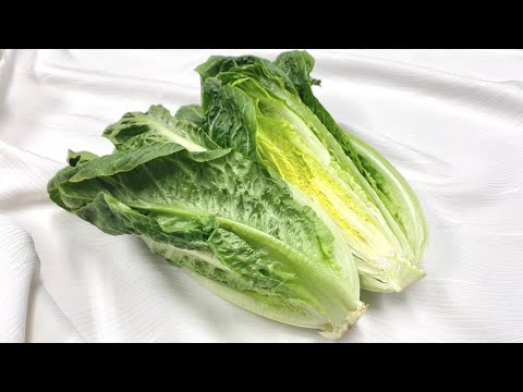 家庭菜園に子羊のレタスを段階的に播種する方法