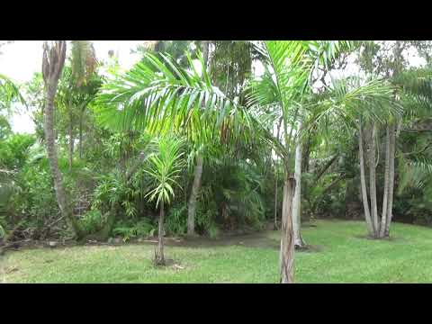 Roystonea violacea at Fairchild Miami Florida