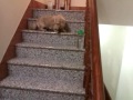 臘腸狗超爆笑的爬樓梯方式