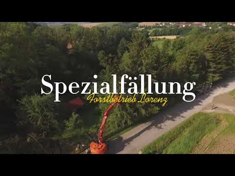 Spezial- Baumfällung mit Bagger - sichere Entfernung