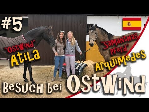 Zu Besuch bei Ostwind - Kenzie arbeitet mit Atila und Archimedes #5
