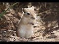 Sandratten Zoo