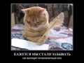 Прикольная песня про кота))) 