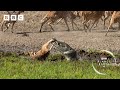 Crocodile Attack At The Watering Hole Planet Earth III BBC
