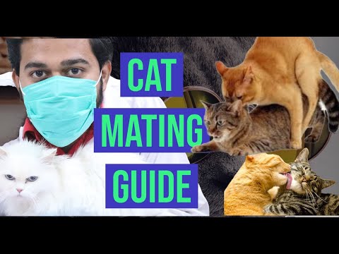 Cat Mating Guide | How to mate Cats | How to introduce Cats for Mating | Cat Mating