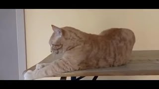 L'allenamento di Pitagora, il primo gatto in forze al reparto psichiatrico dell'ospedale Meyer di...