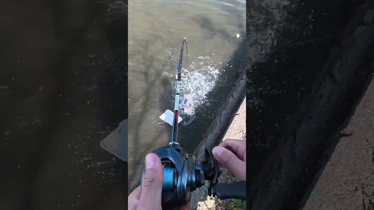 Japanese Catfish💥 #fishing #catfish