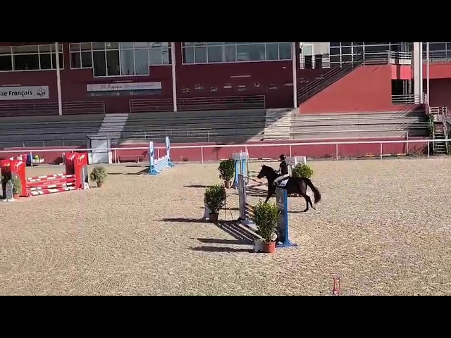 Gelding Connemara For sale 2022 Dark Bay