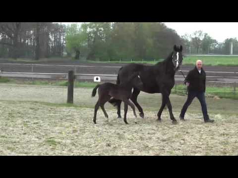 11 Stutfohlen von Fürstbischof