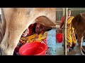 Cow Milking In Village By Hand At Daily Farm