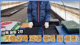 2021년 겨울 침엽수 삽목 꿀팁 2편