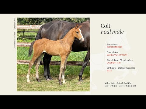 Lot 21 - Colt - Conthargos x Carla Vom Moor (by Colbert GTI)