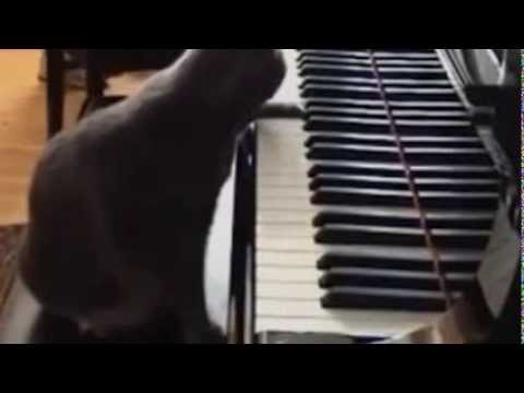 Pahel ft. Rheza - Katzensprung