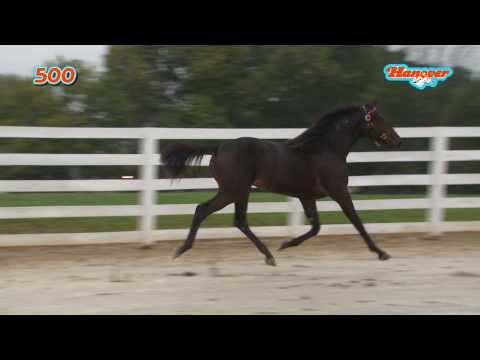Bon Ton Hanover Hip #500 b.m (Dragon Again-Bandolera Hanover)