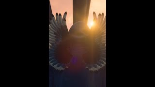 Hitman 2 - WoA - Mumbai | Escalation | The Chameleon Anonymiti Lvl 1-3 | Silent Assassin |