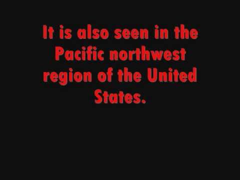 The Cryptic: American Sasquatch