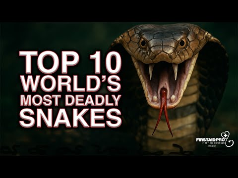 Top 10 World's Deadliest Snakes | World's most dangerous, venomous and poisonous snakes!