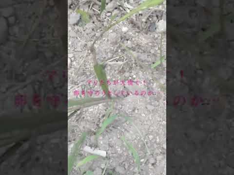 庭のどこにマグノリアを植えるか、日当たりの面、土壌の種類  庭園